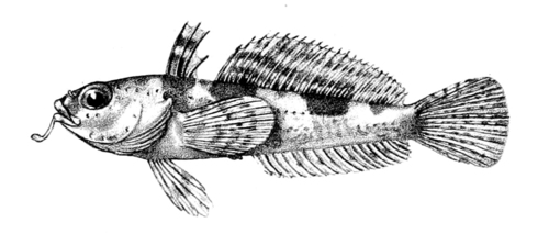 Artedidraco orianae