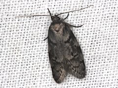 Ericrypsina chorodoxa