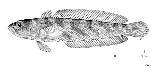 Yellowfin Notothen