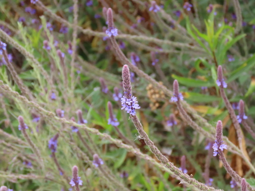 iNaturalist observation photo of western vervain