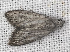 Nola pleurosema