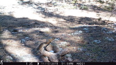 Sciurus nayaritensis apache