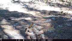 Sciurus nayaritensis apache