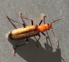 Nacerdes melanura