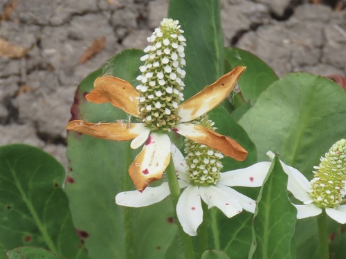 iNaturalist observation photo of Yerba Mansa