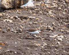 Charadrius javanicus