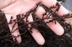 Odonthalia floccosa