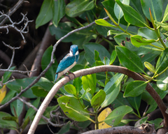 Alcedo coerulescens