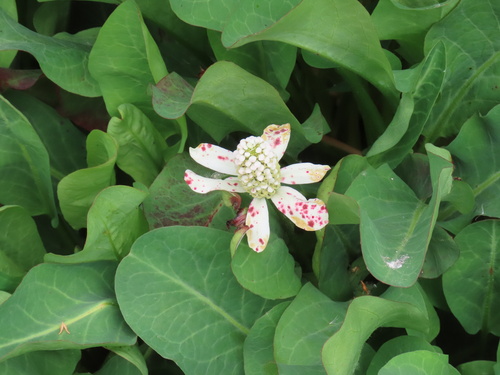 iNaturalist observation photo of Yerba Mansa