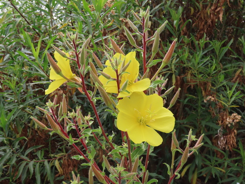 iNaturalist observation photo of tall evening primrose