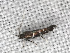 Stagmatophora argyrostrepta