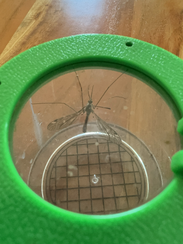 Tipula dorsimacula