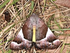 Niceteria macrocosma