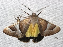 Niceteria macrocosma