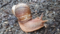 Megalobulimus popelairianus