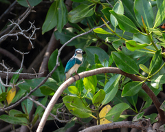 Alcedo coerulescens