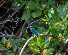 Alcedo coerulescens