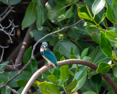Alcedo coerulescens