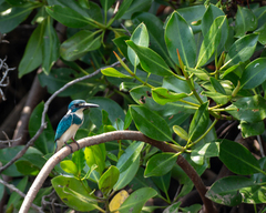 Alcedo coerulescens