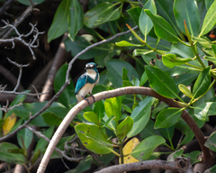 Alcedo coerulescens