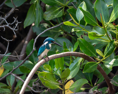 Alcedo coerulescens