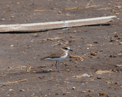 Charadrius javanicus
