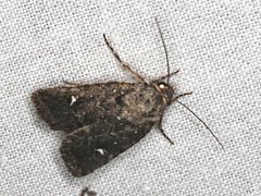 Proteuxoa bistrigula