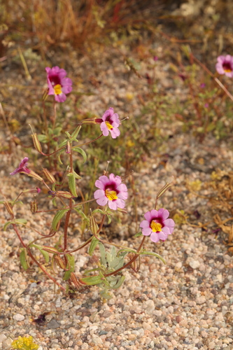 Image of Erythranthe rhodopetra by (c) Steve Matson, some rights reserved (CC BY)