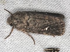 Proteuxoa bistrigula