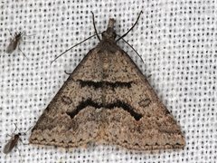 Dichromodes mesogonia