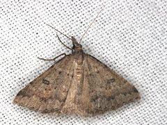 Dichromodes mesogonia