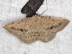 Taxeotis perlinearia