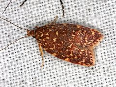 Syringoseca rhodoxantha