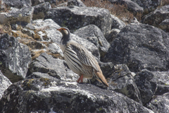 Tetraogallus tibetanus