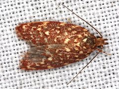 Syringoseca rhodoxantha