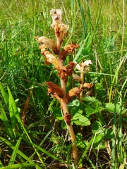 Orobanche caryophyllacea