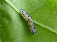 Periclista