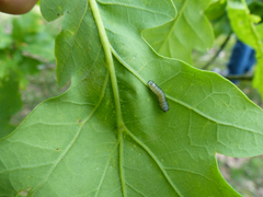 Periclista