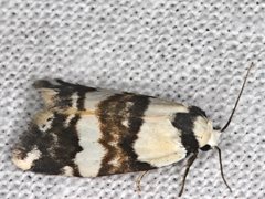 Thallarcha albicollis