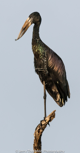 African Openbill