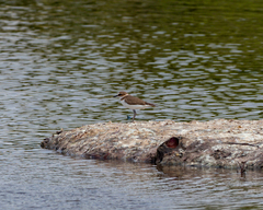 Charadrius javanicus