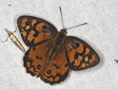 Heteronympha penelope