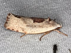 Tymbophora peltastis