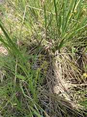 Carex sterilis
