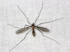 Leptotarsus clavatus