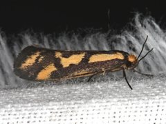 Palimmeces poecilella