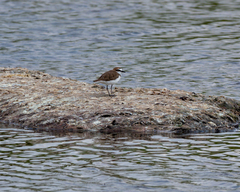 Charadrius javanicus