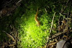 Desmognathus santeetlah