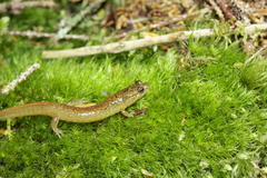 Desmognathus santeetlah