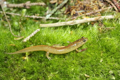 Desmognathus santeetlah